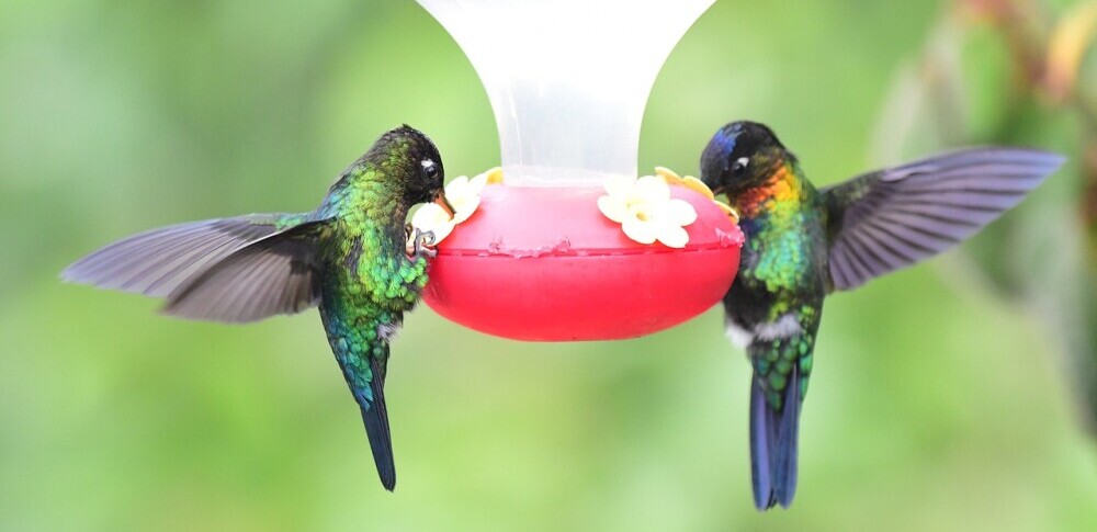 Humming Birds attracted to the Feeder